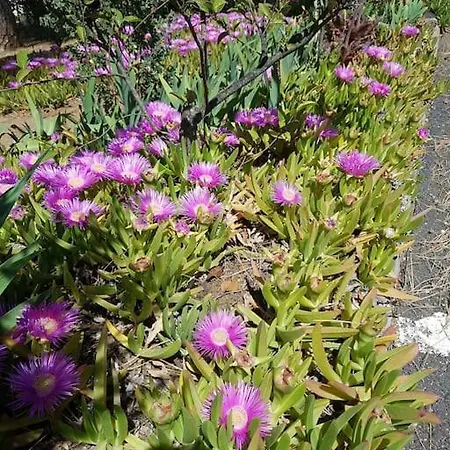 Location Cap Agde, Sud, Clim, Parking, Deco Nature Apartment Agde